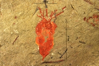Echinoderme sp primitif